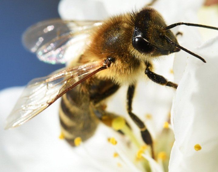 Bienenpatin