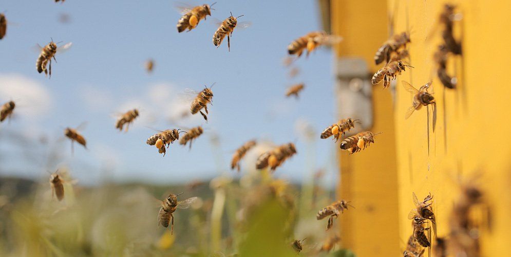 Rettet die Bienen Biologische Vielfalt im Garten