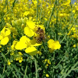 Biologische Vielfalt im Garten