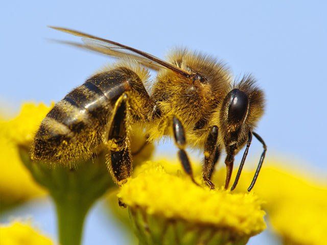 Biologische Vielfalt im Garten