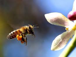 Biologische Vielfalt im Garten