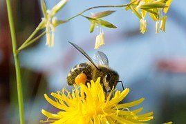 Biologische Vielfalt im Garten