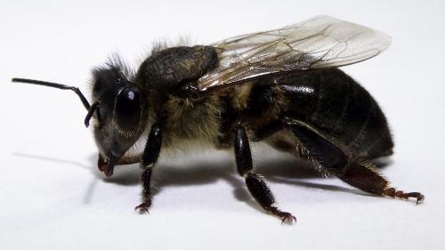 Bienen-Pate-Bremen