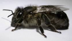 Biologische Vielfalt im Garten