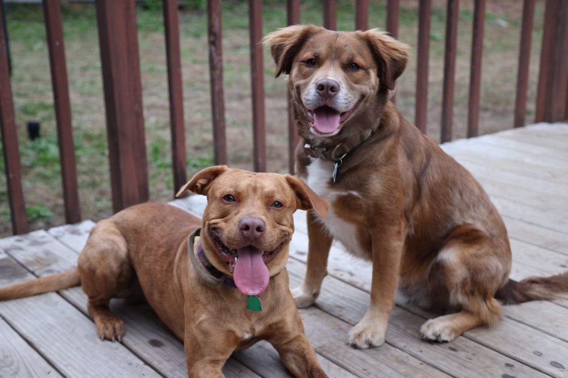 Andrea has been such a lifesaver for me and my two dogs! From the moment we started working together, I could see how much she genuinely cared about helping us succeed. She really took the time to understand each of my dogs' personalities and tailored her approach to fit their needs. Thanks to her, both of them are now so much better with basic obedience, and our daily walks and routines are so much smoother! I also learned a lot about how to continue reinforcing their training at home. I’m beyond grateful for her patience, encouragement, and the personal touch she brought to every session. We couldn't have done it without her!