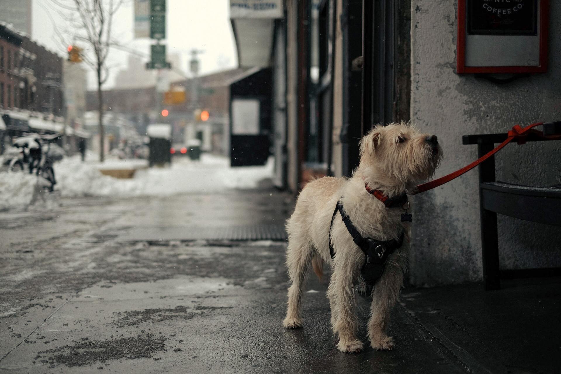 Pet Balm Can Protect Your Dog's Paws , Nose and Skin.