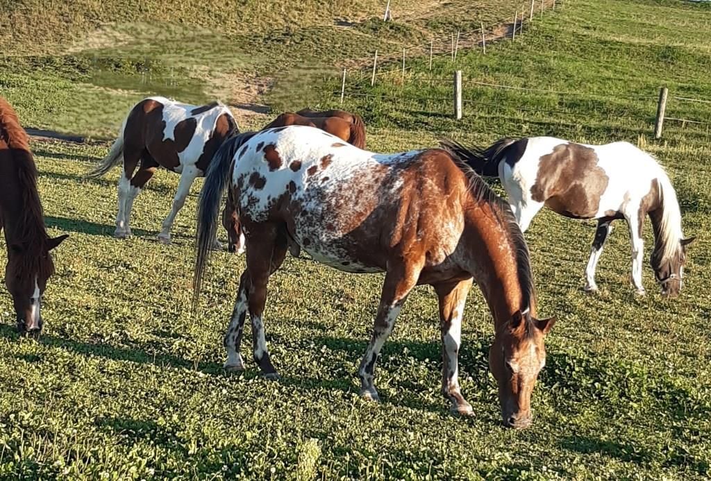 Osteopathie für Pferde