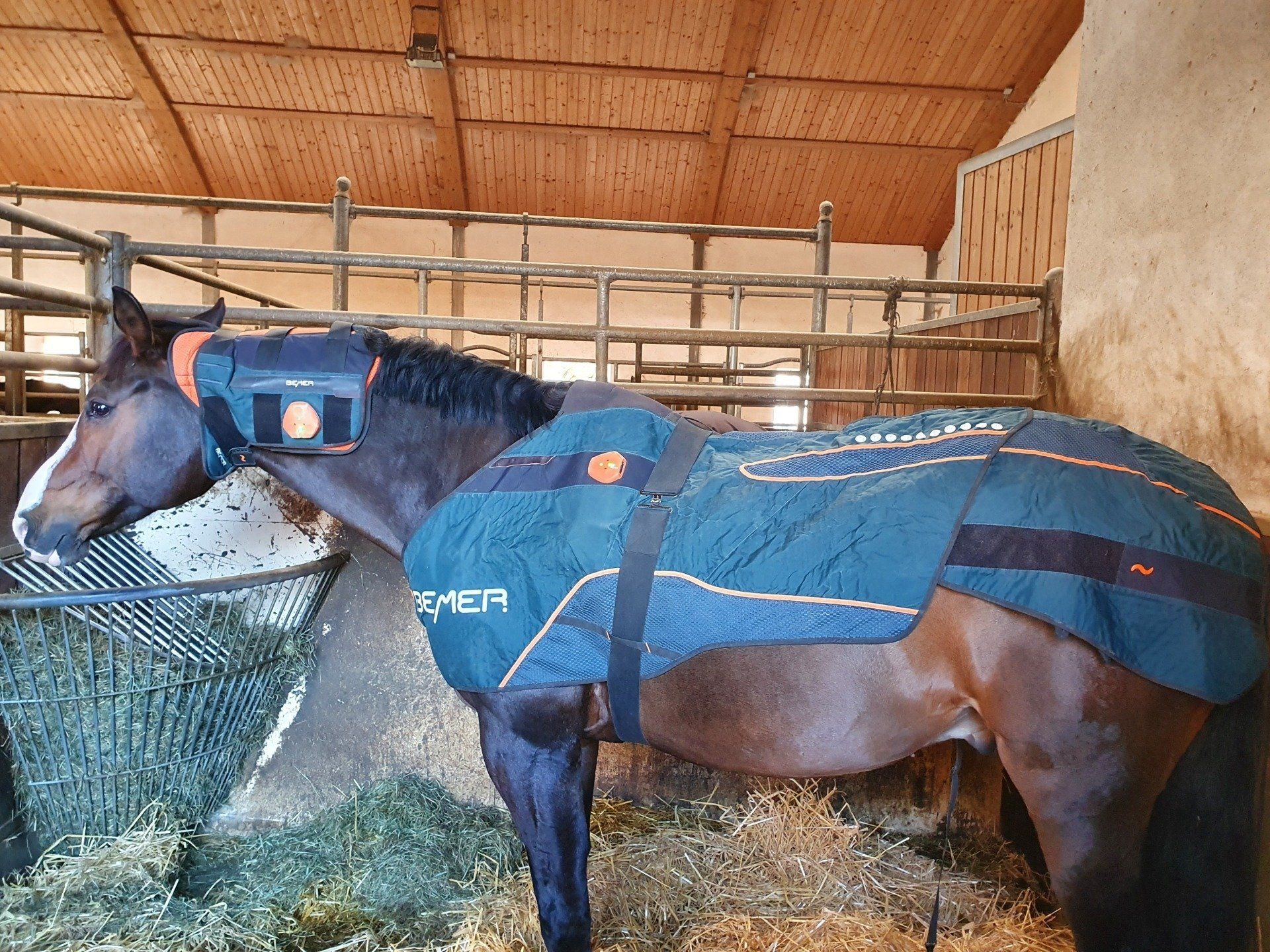 Physikalische Gefäßtherapie Bemer Horse Set