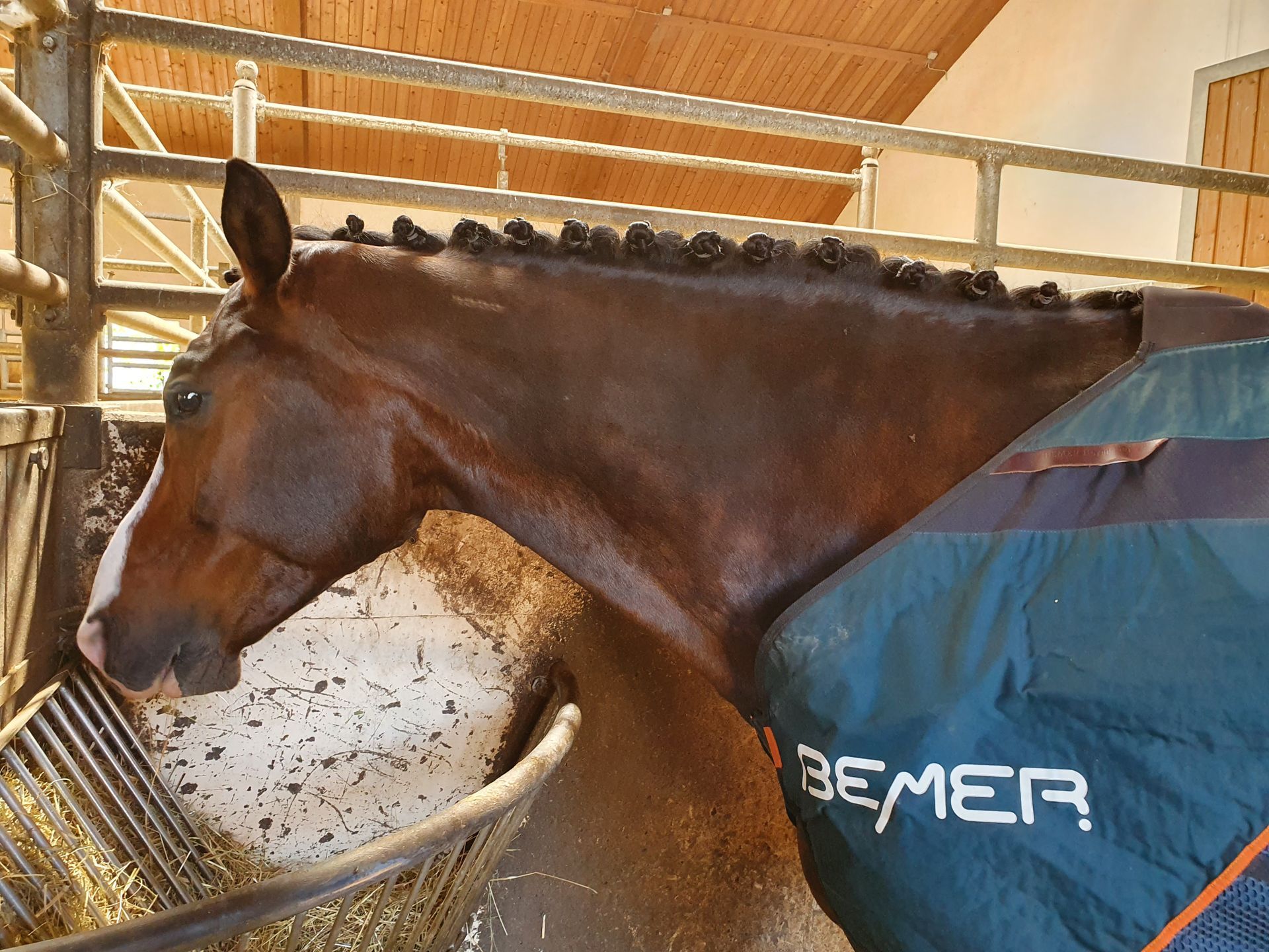 Bemer Horseline