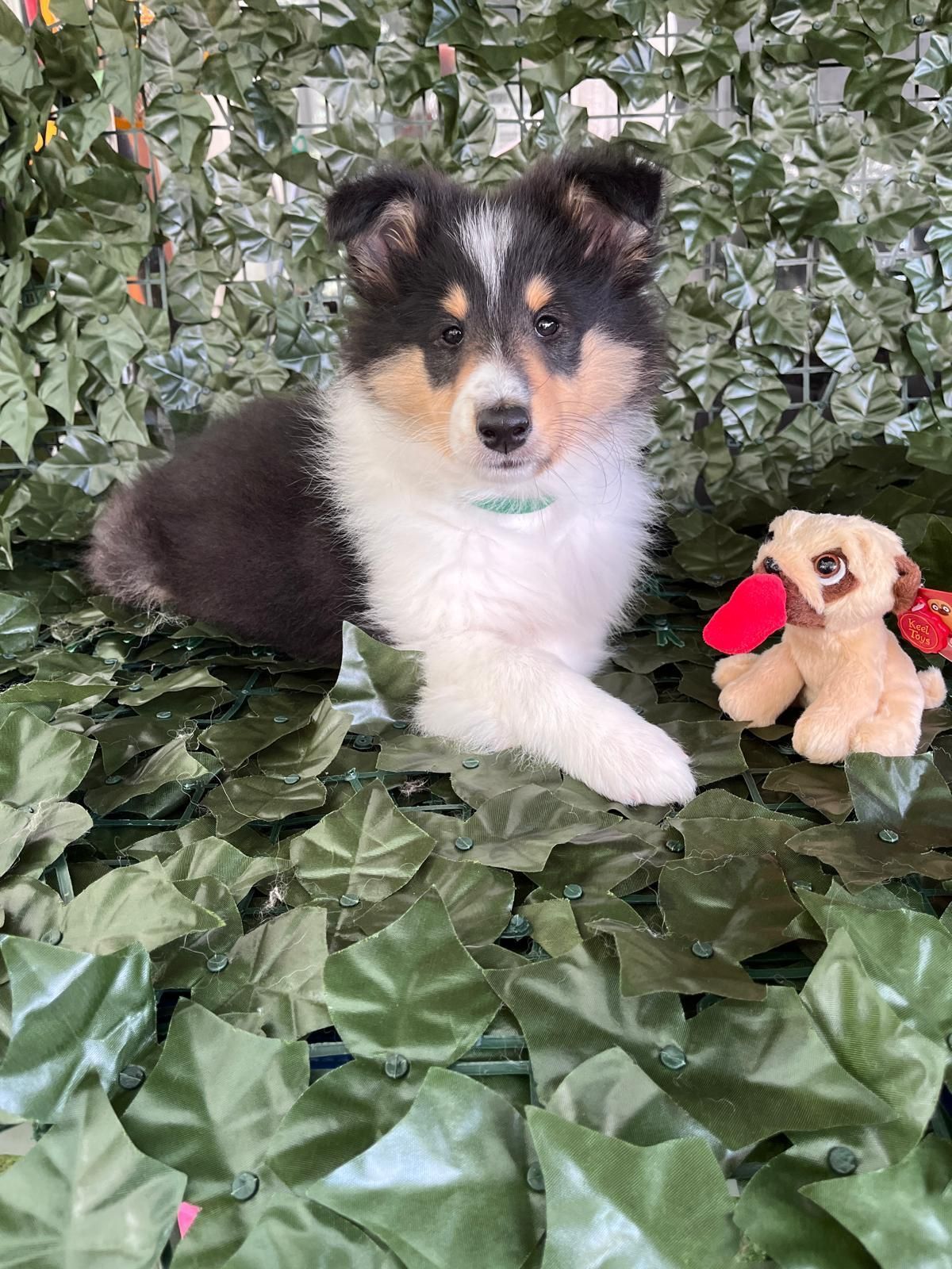 Our Standards are beyond the criteria of DEFRA, we ensure healthy puppies who are fit for purpose, with the disposition of a happy, well-balance, fit healthy dog as we work toward the future health of the breed. Somerset Council M035660.
We have been asked to repeat this mating, due to the outstanding results of the first litter. Not only did the puppies of Aurora and Drift’s previous litter, grow into beautiful adult dogs in looks and nature, when tested, they are Clear NON-Carriers of the genetic diseases common to the breed, this litter will also be clear non-carriers of the same tested genetic afflictions. Moreover, Because of careful ancestry, they are not related and their COI 0% Meaning they are indeed very special.
All our puppies are born and reared in the home. Kennel Club Registered, Microchipped, Wormed and Flea Protected, vaccinated either by us or yourselves, depending on age, compulsory. All puppies are set above the standards of socialising by DEFRA within their age development. Socialised to the Dog world and Human world with instruction and coaching to new owners on moving the puppy's development on to ensure a well-balanced, happy puppy, who develops into a wonderful, loyal, reliable and happy dog of the family and community.
Our small home kennel has all clear non carrier males and females. We have Sable Girls, Tricoloured and Blue Girl. With their father and brother who are available for Stud with outside, DNA test girls, to ensure we continue to protect the breed for the future of this breed.
From the moment of birth, the puppy begins to learn, without any sight or sound, they are learning immediately, as they shuffle across the floor of the whelping box, smelling their way to survival of food and warmth from Mum, by one to two days they usually have it locked in, Mum becomes the most important being to them.
Mum to us is so precious, not only to her puppies, but to us as a family member, she, as all of our dogs have been brought up with our very happy unit, where people can visit and greet us and them as if we are their own kin, coming freely into our home.