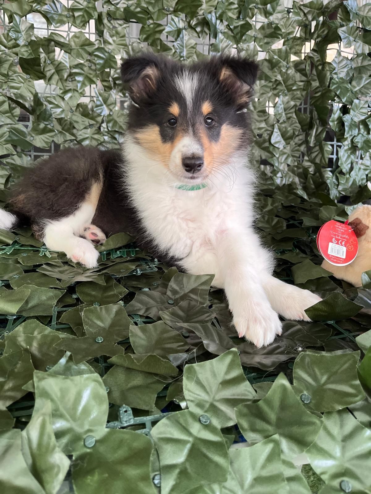 From the moment of birth, the puppy begins to learn, without any sight or sound, they are learning immediately, as they shuffle across the floor of the whelping box, smelling their way to survival of food and warmth from Mum, by one to two days they usually have it locked in, Mum becomes the most important being to them.
Mum to us is so precious, not only to her puppies, but to us as a family member, she, as all of our dogs have been brought up with our very happy unit, where people can visit and greet us and them as if we are their own kin, coming freely into our home.
Looking after Mum throughout her life, is of utmost importance to us, her life experiences as well as our interaction with both Dog and Human world means that every interaction matter for both of our species through baby/puppyhood at all stages of development, her confidence is passed down to her babies.
If Mum isn't right, whether human or canine, her family often find it difficult to function at its highest levels. In the world of those caring to produce new generations of Rough Collies, that is where breeder's male and female successfully can step in, as good breeders always imbed themselves into Mum's life. Able there to help, anticipate needs, ensure complete nourishment, cleanliness for her and her puppies. Every member of a family is important and matters not only in our own family units, but especially in the lives of our Domestic Dogs.