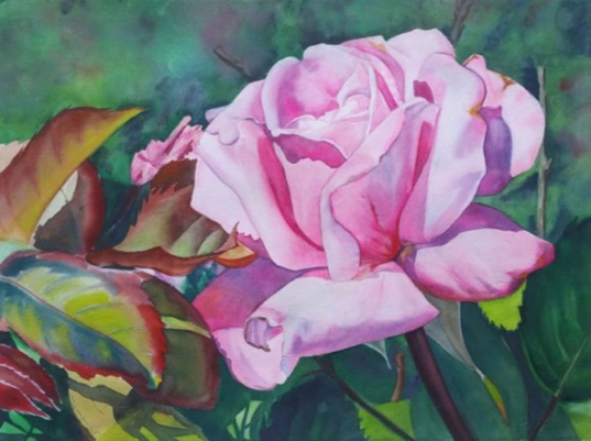 pink rose watercolor painting