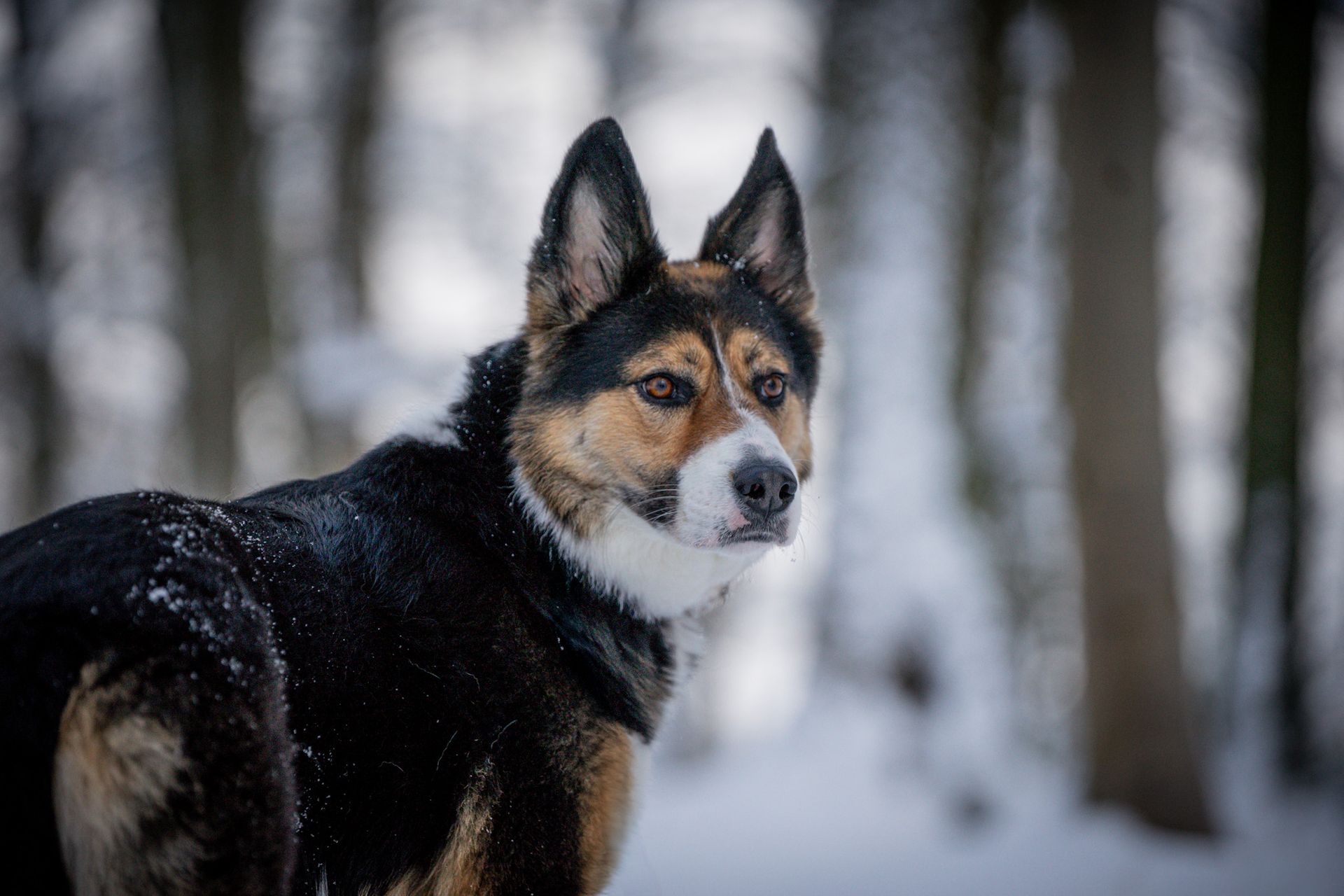 Fotoshooting mit Hund im Schnee - Breckerfeld