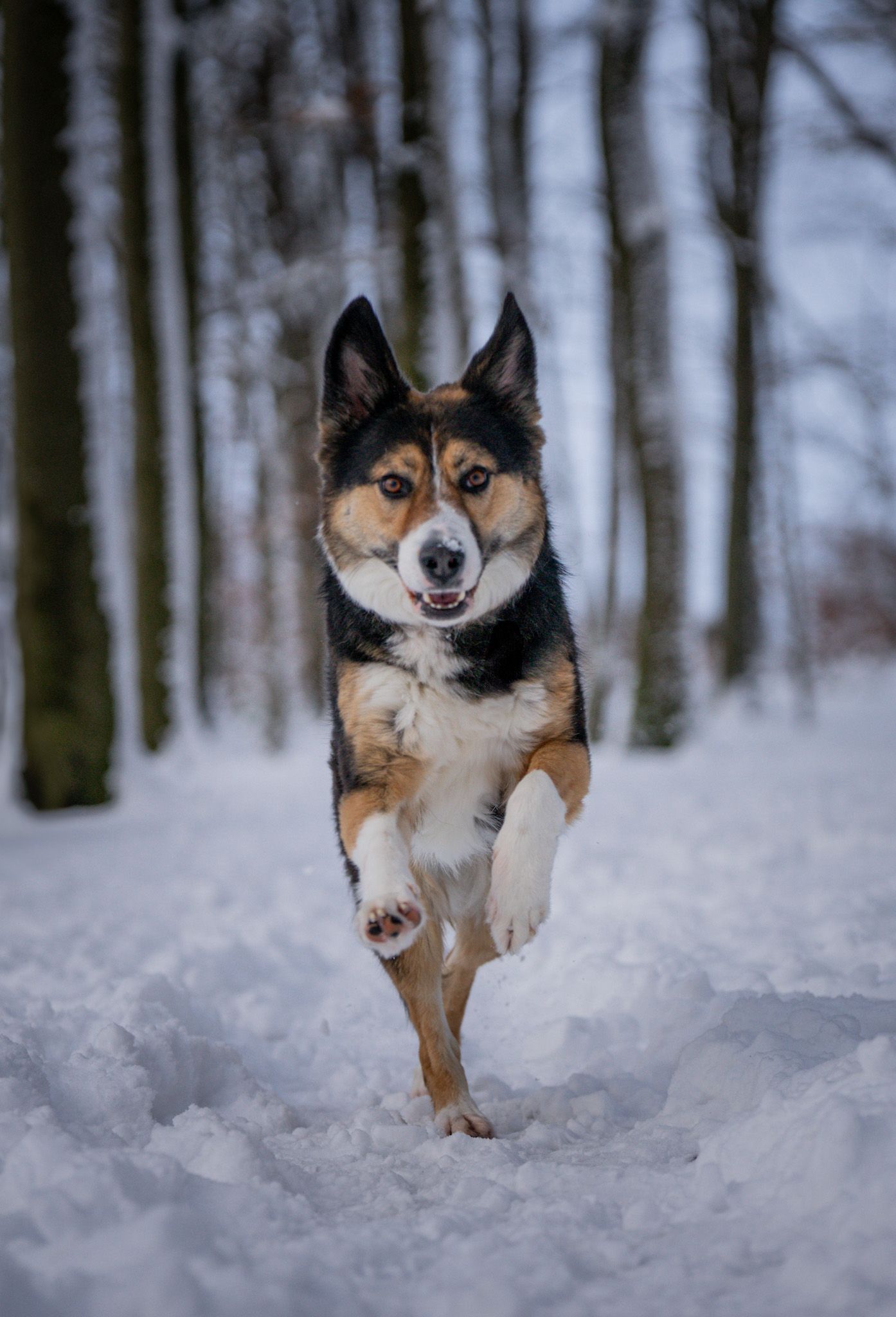 Fotoshooting mit Hund im Schnee - Halver