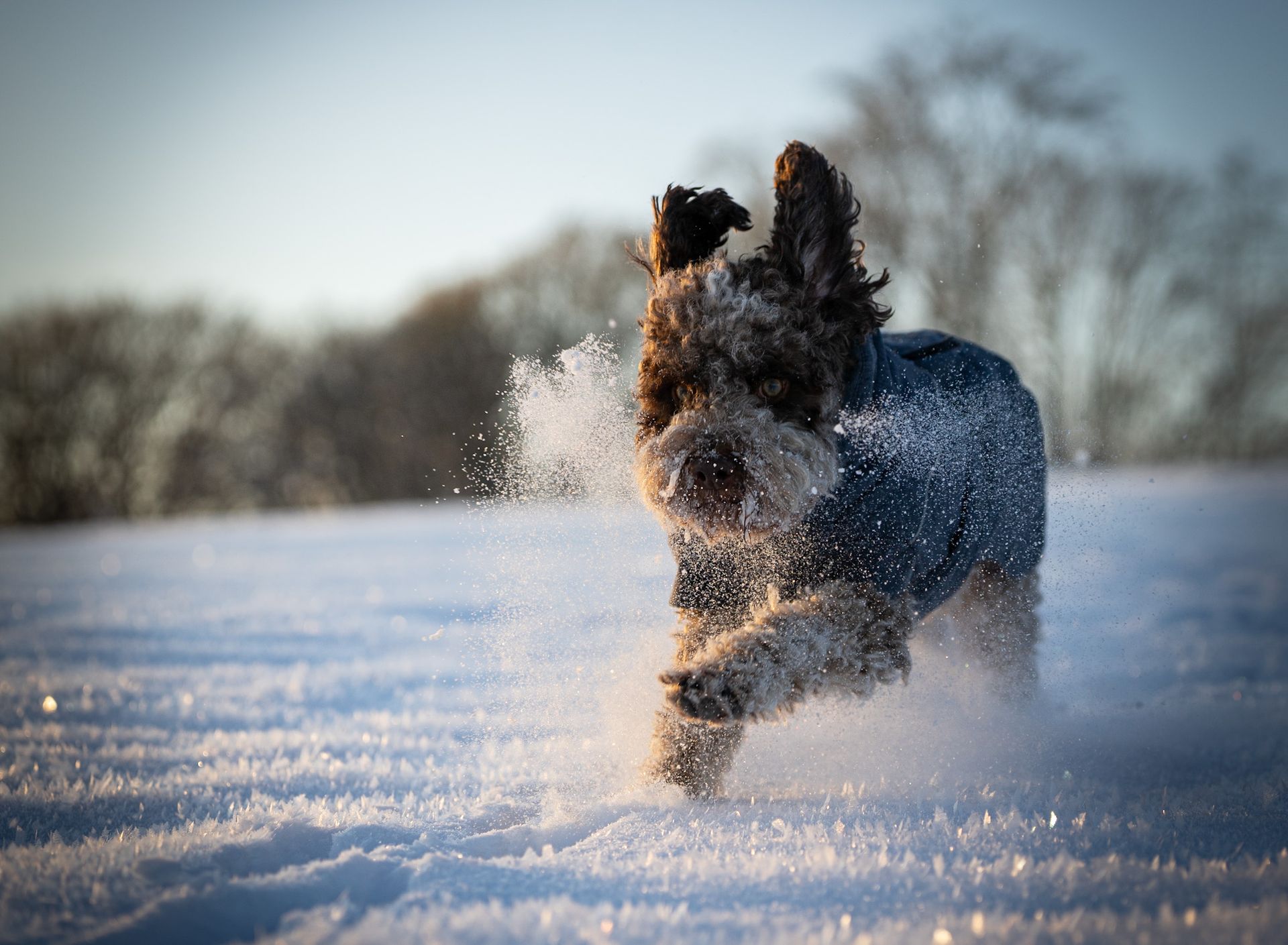 Hund im Wald beim Fotowalk in Breckerfeld – Outdoor Hundefotos