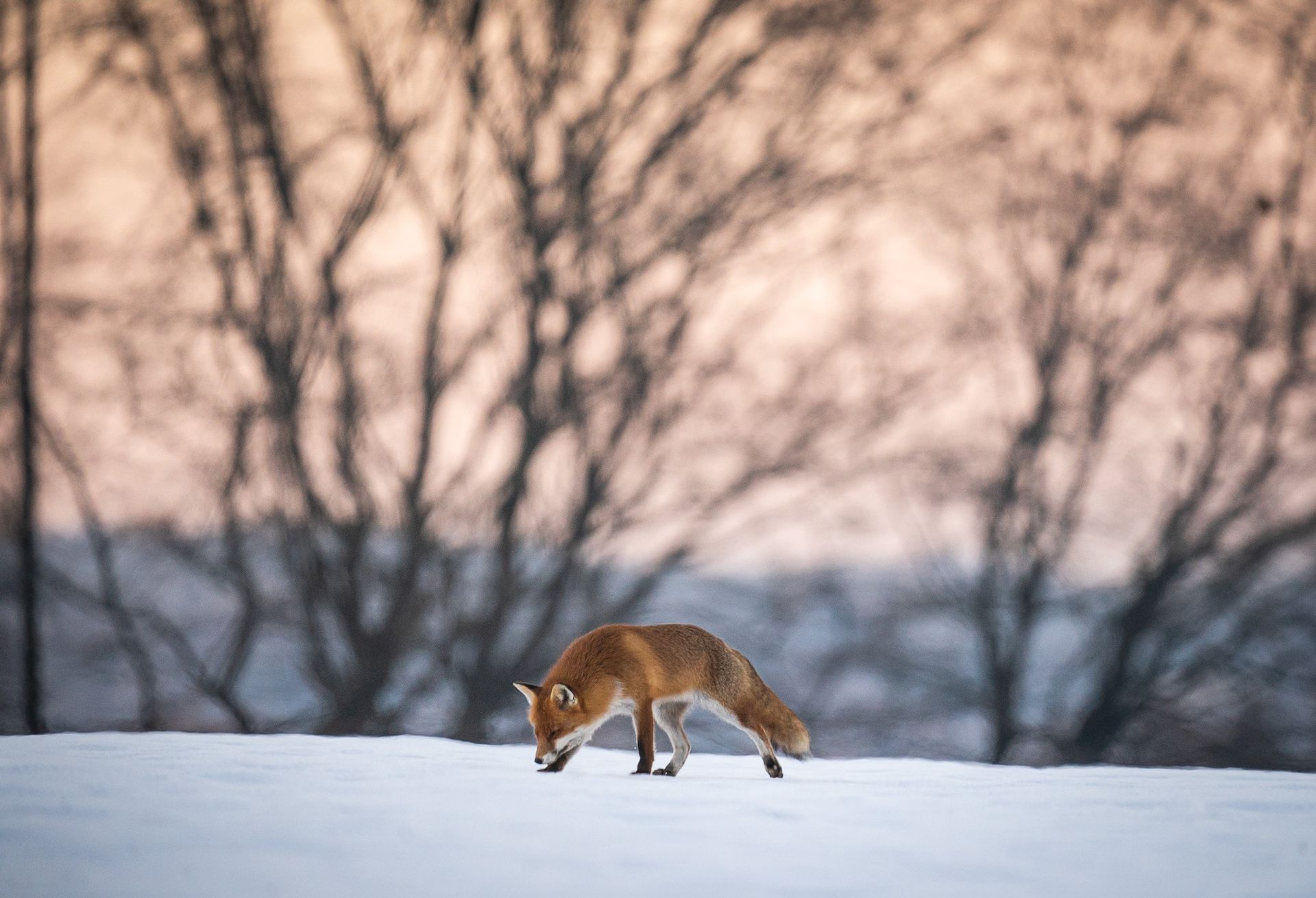 Fuchs im Hundetraining I Breckerfeld