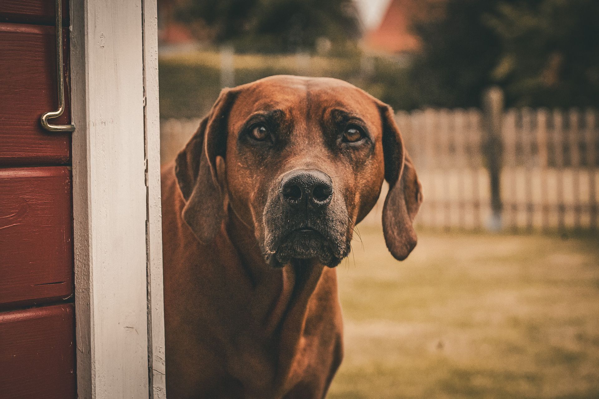 Rhodesian Ridgeback - Ennepe-Ruhr-Dogs Breckerfeld