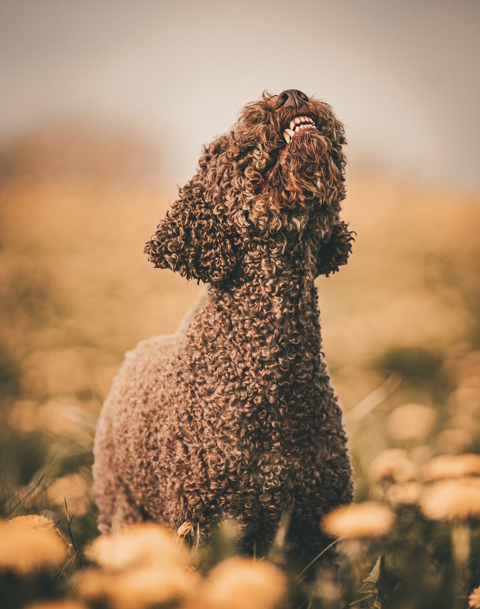 Lagotto Romagnolo