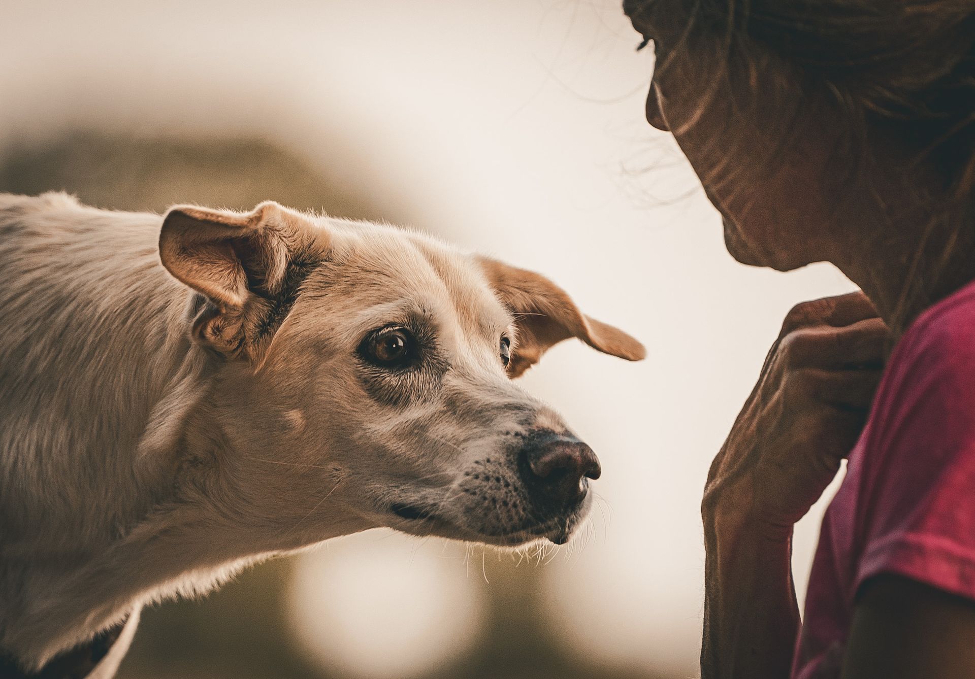 Ernährungsberatung Hund Halver – Allergien & Futterplan