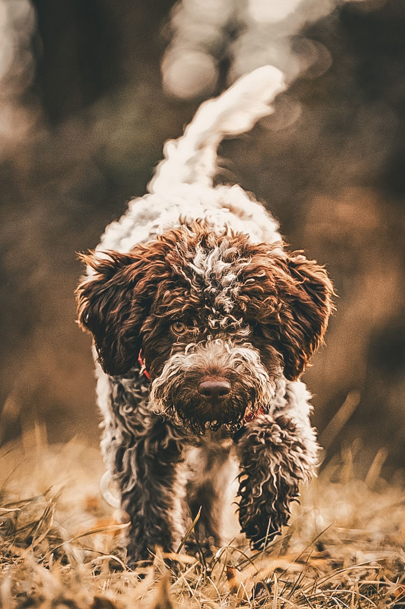 Hund schnuppert im Laub – entspanntes Verhaltenstraining in Gevelsberg