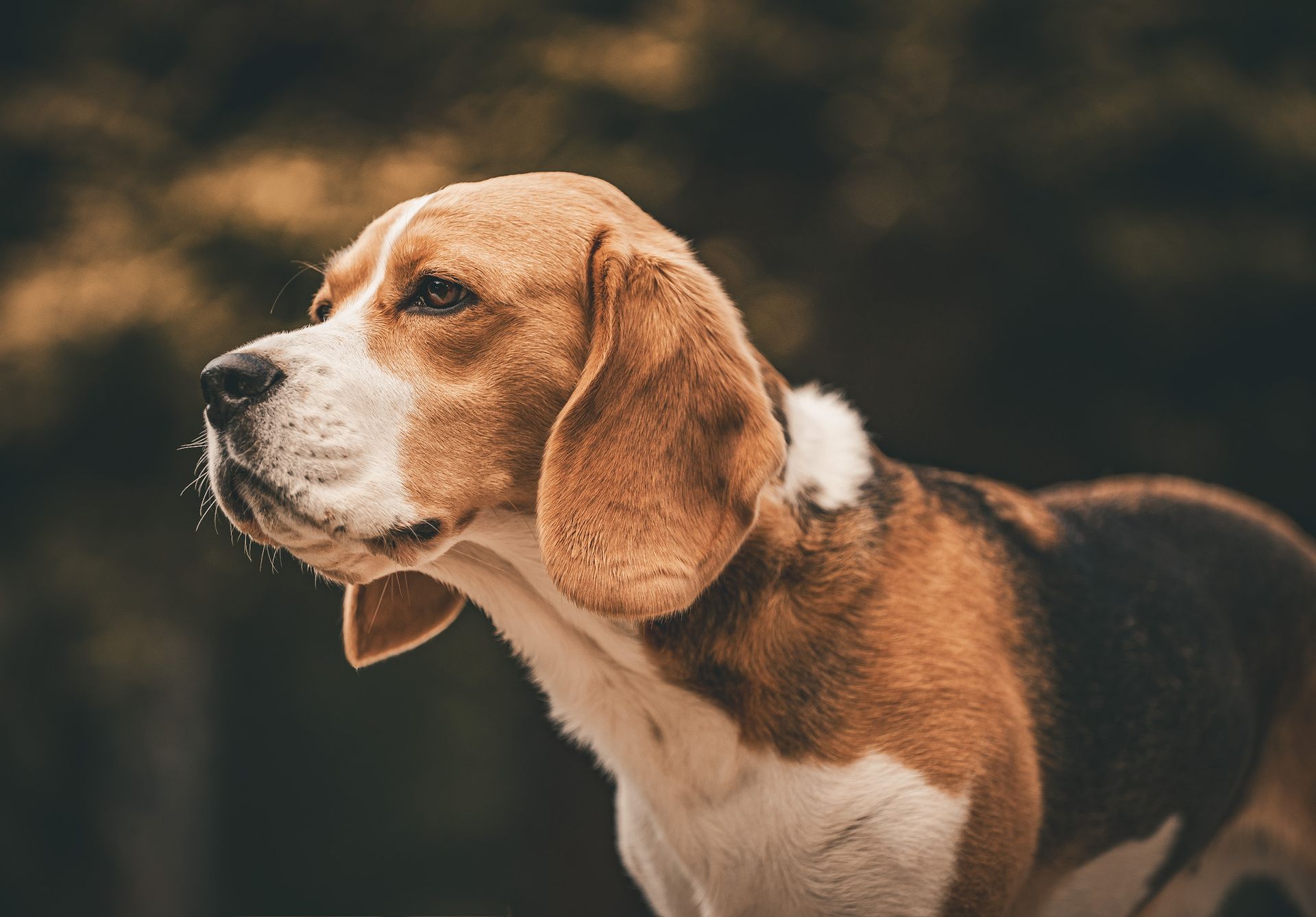 Fotowalk mit Hund in Herdecke I Ennepe-Ruhr-Dogs