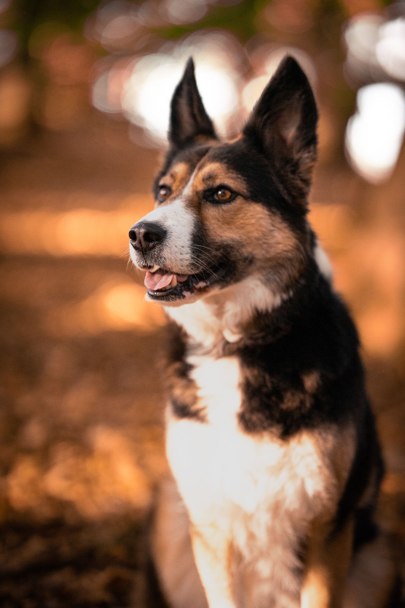 Hundetraining und Fotowalk in Breckerfeld