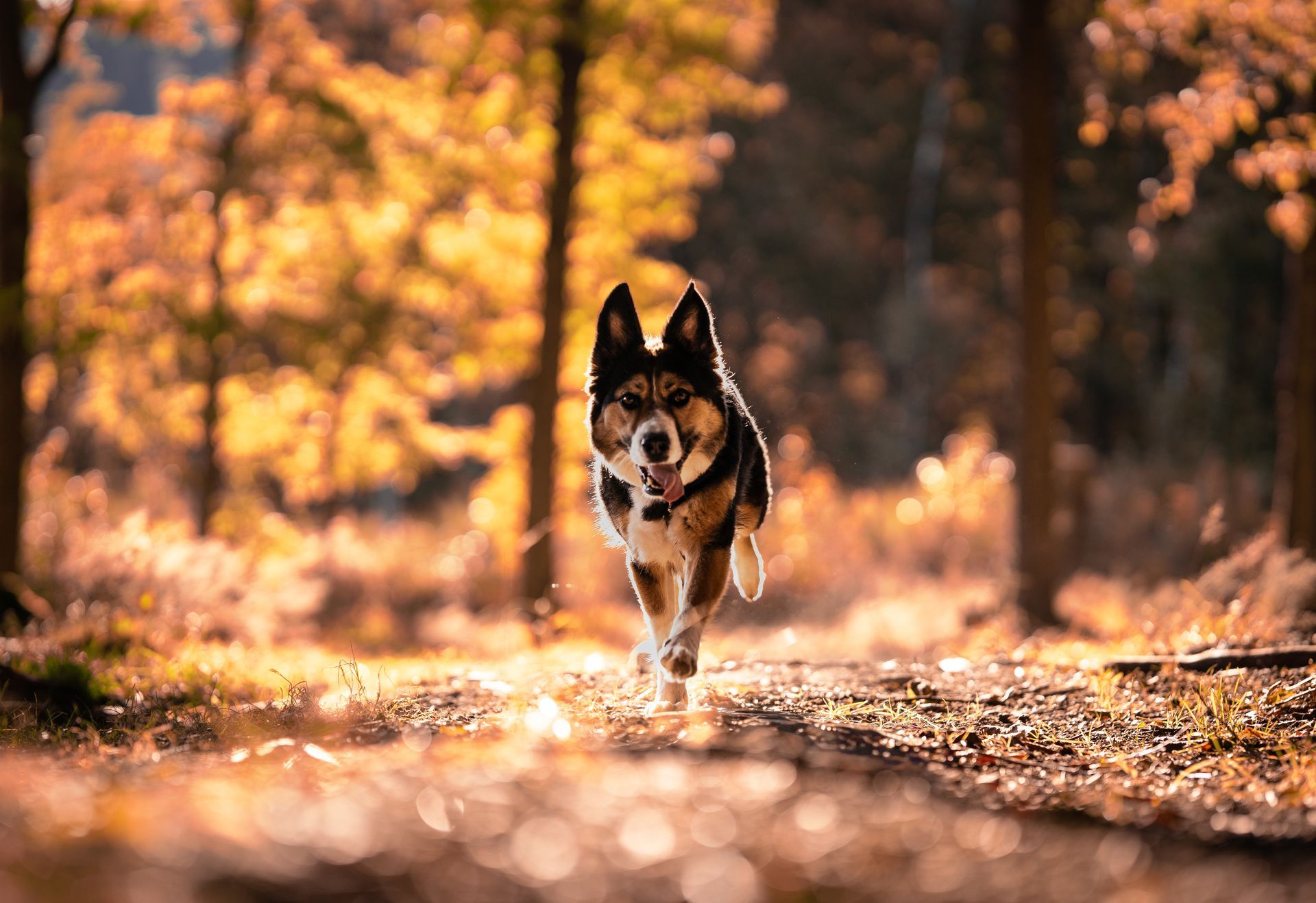 Fotowalk mit Hund in Breckerfeld
