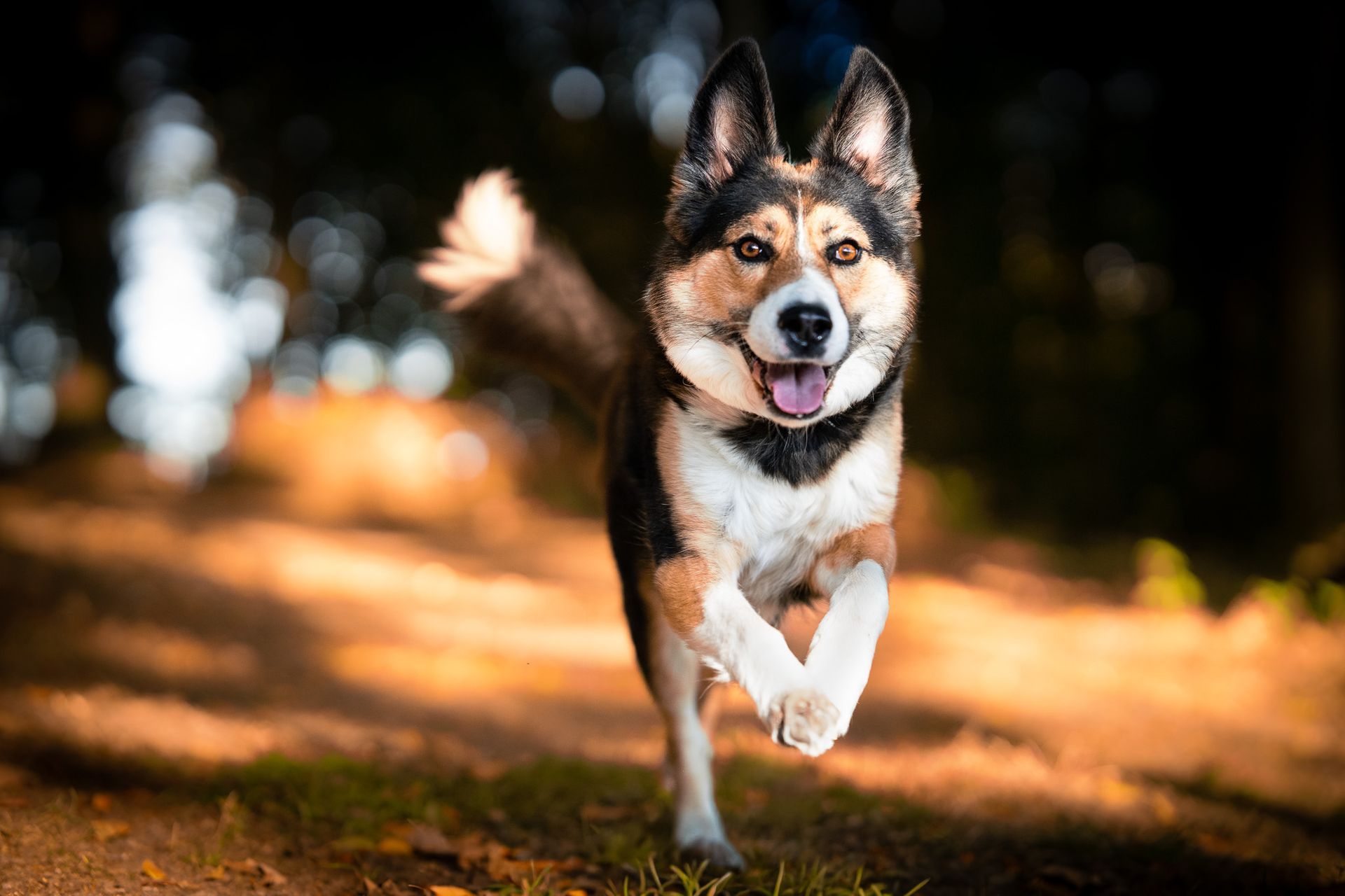 Hundetraining im Wald – alltagsnahe Übungen mit Ablenkung und Umweltreizen