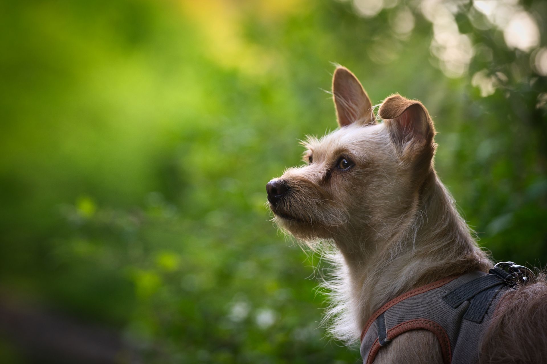 Alltagsorientiertes Hundetraining in Halver – Hund steht entspannt im Wald.