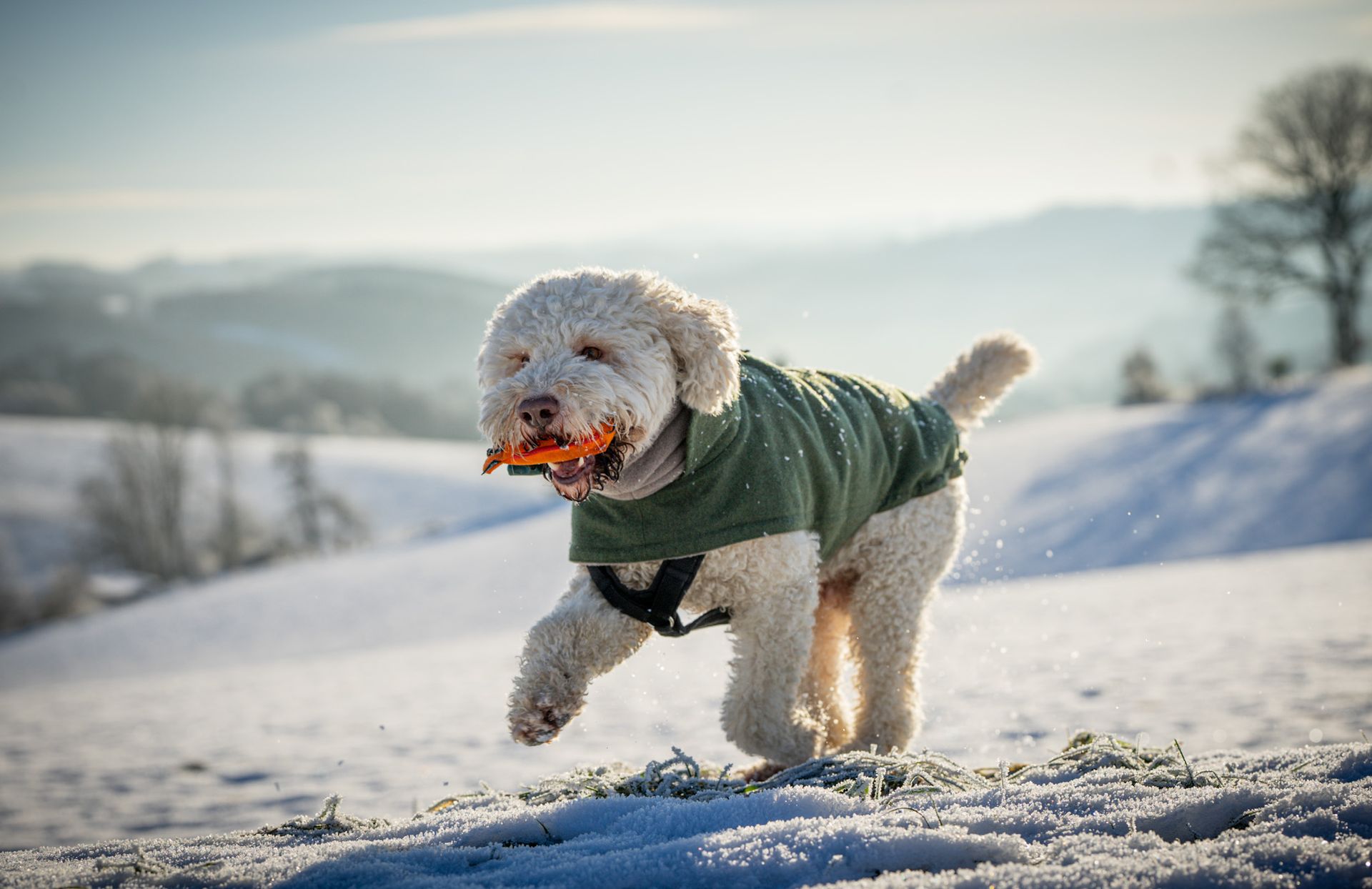 Hundefotografie während kleiner Trainingseinheiten in Schalksmühle