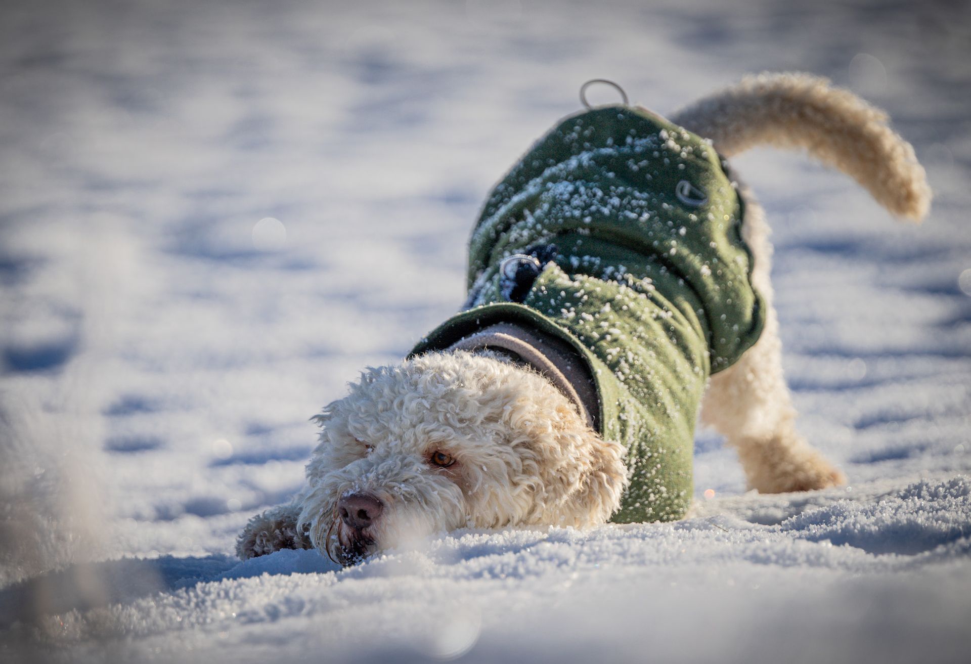 Hundefotografie im Schnee in Schalksmühle
