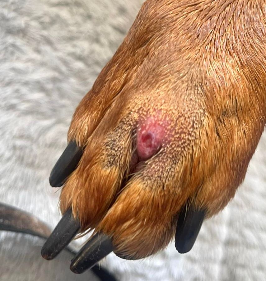 Leckekzem beim Hund durch Futtermittelallergie