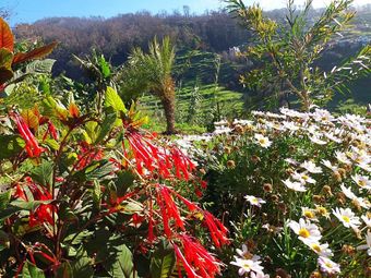 un jardin aux mille fleurs location de gîte madere avec superbe jardin