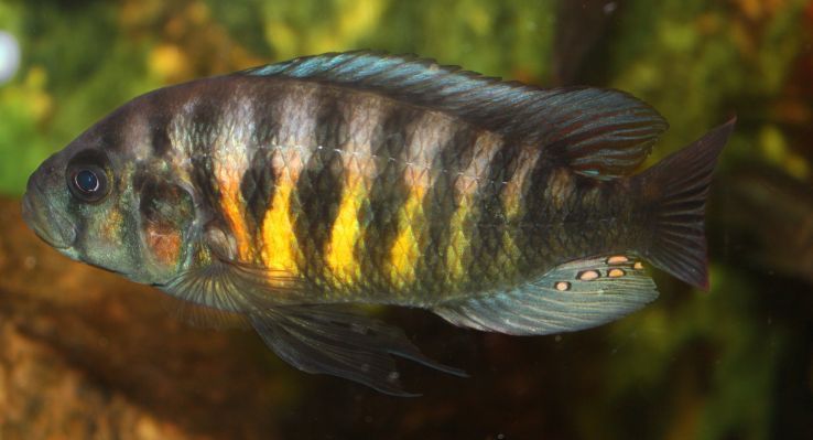 Lipochromis cf. melanopterus -Makobe Island-