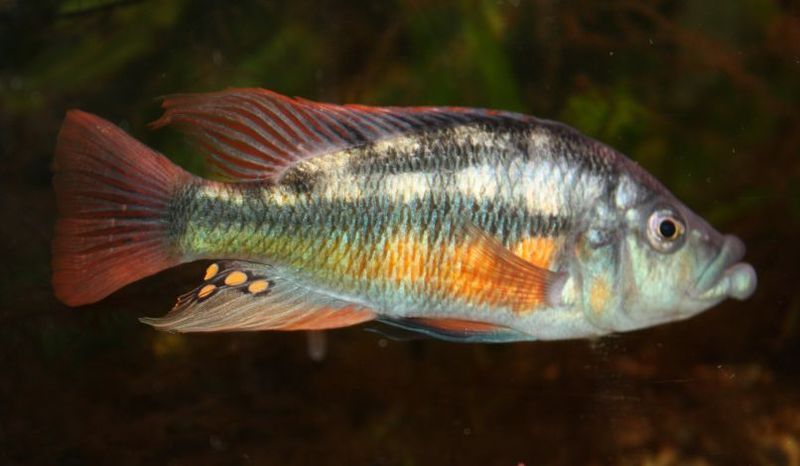 Neochromis sp. 