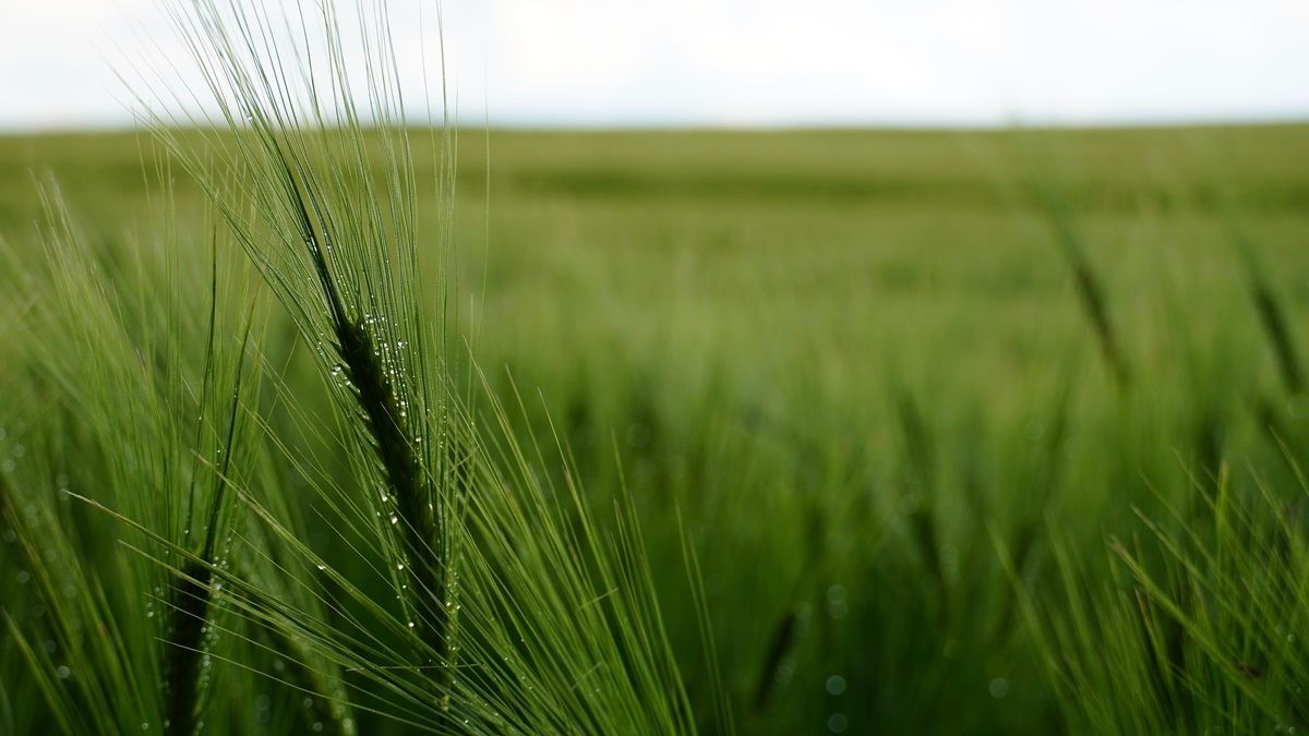 Grüne Getreidehalme wiegen sich im Wind, Fokus im Vordergrund -Kunsttherapie Susanne Grön - Zarrentin