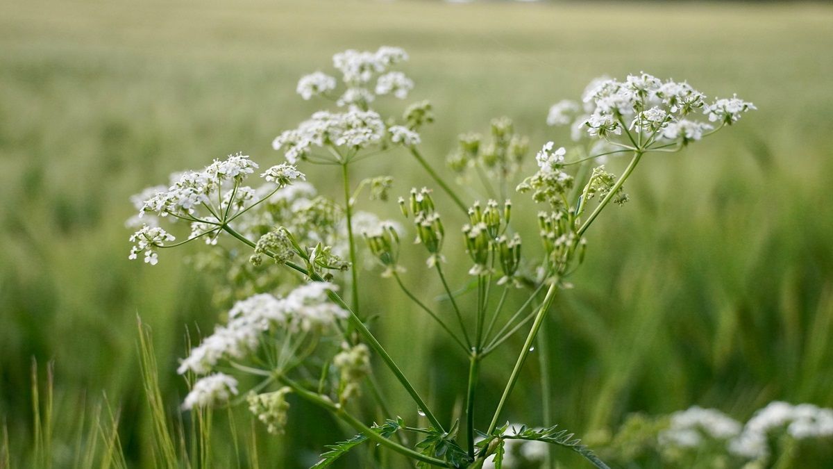 Schleierkraut, im Hintergrund ein grünes Getreidefeld - Praxis für Kunsttherapie Susanne Grön in Zarrentin.