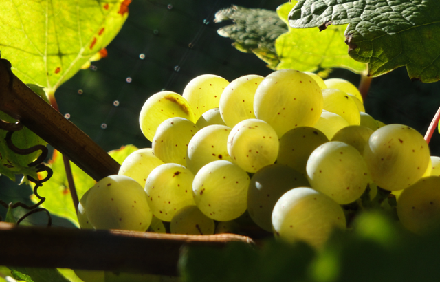 Ripe Riesling grapes