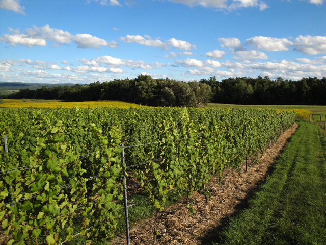 Azure Hill Winery's Riesling vineyard with green foliage