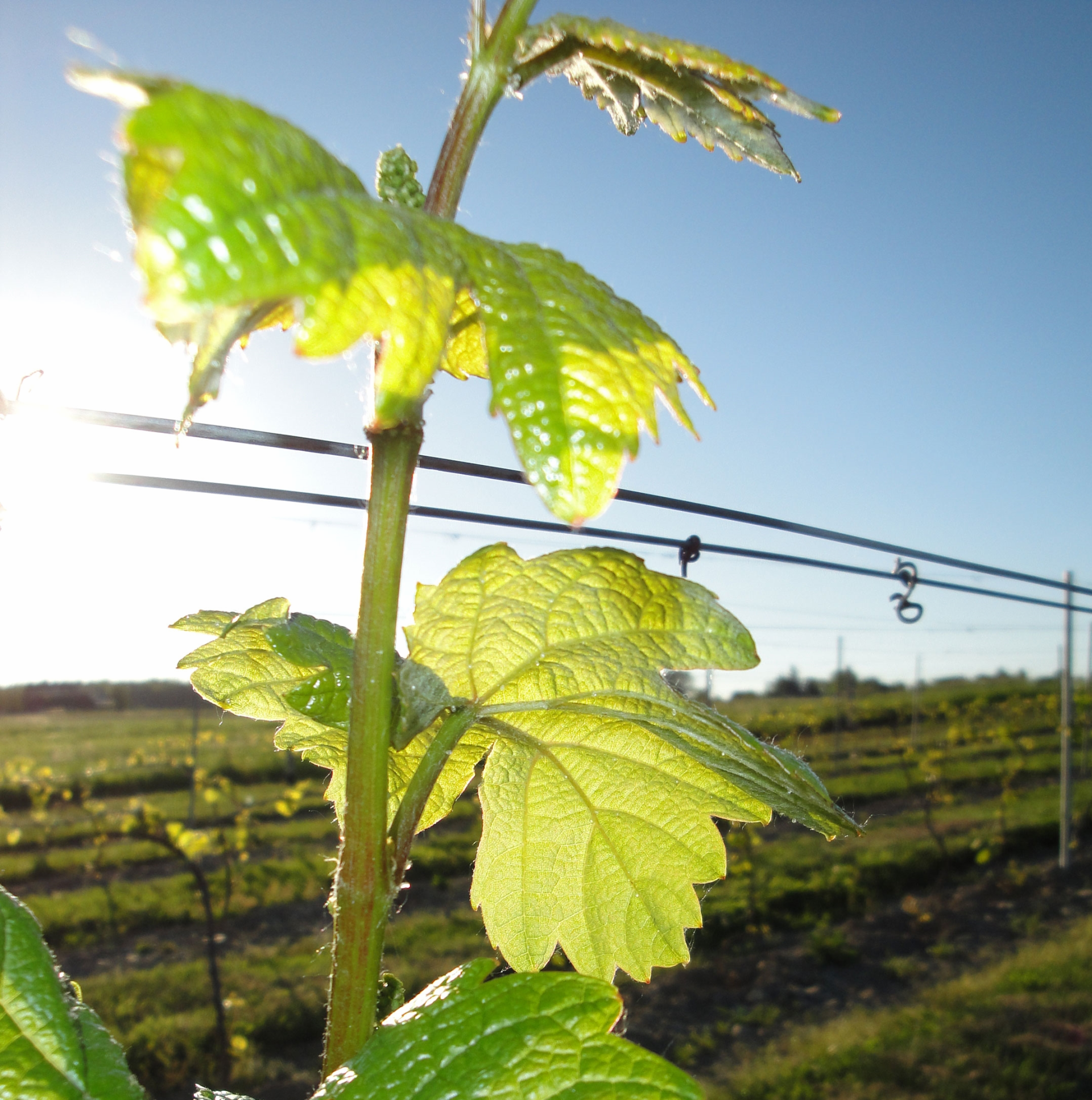 Riesling vine shoot