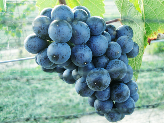 Ripe Red Vinifera Grapes