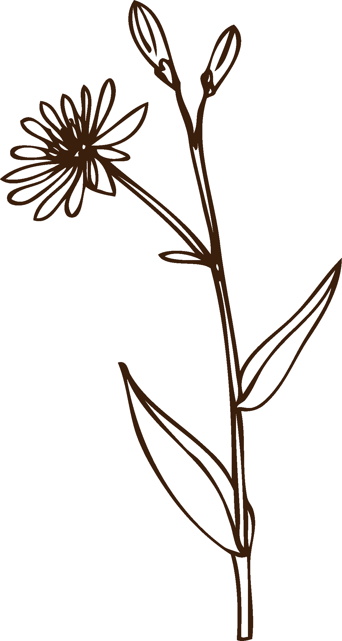 flor silvestre comestible