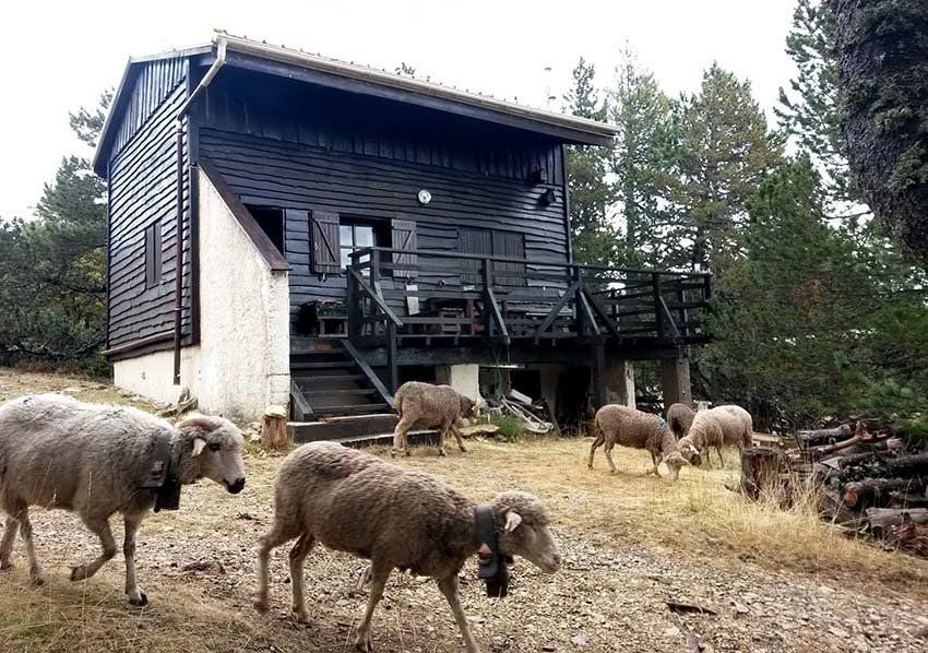chalet moutons ventoux