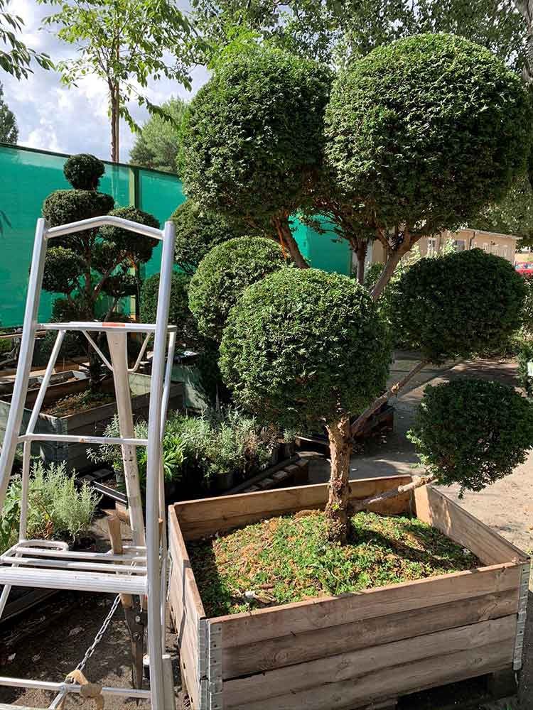 Gartenbonsai Eibe