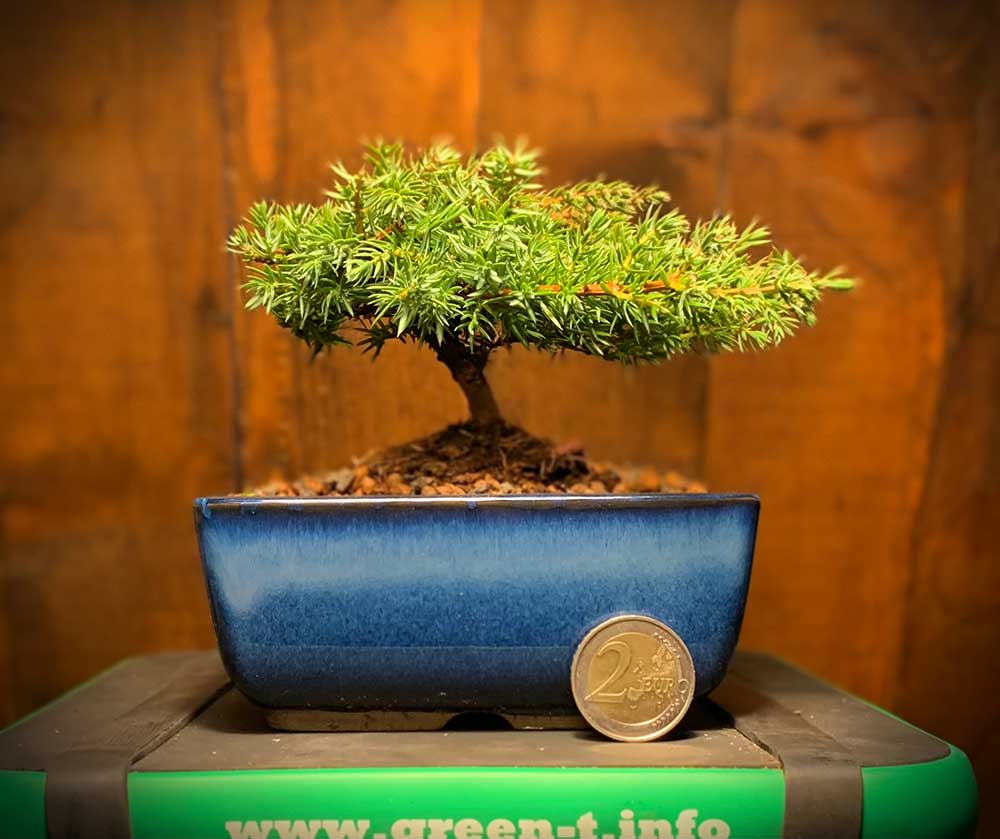 Bonsai Verkauf Berlin