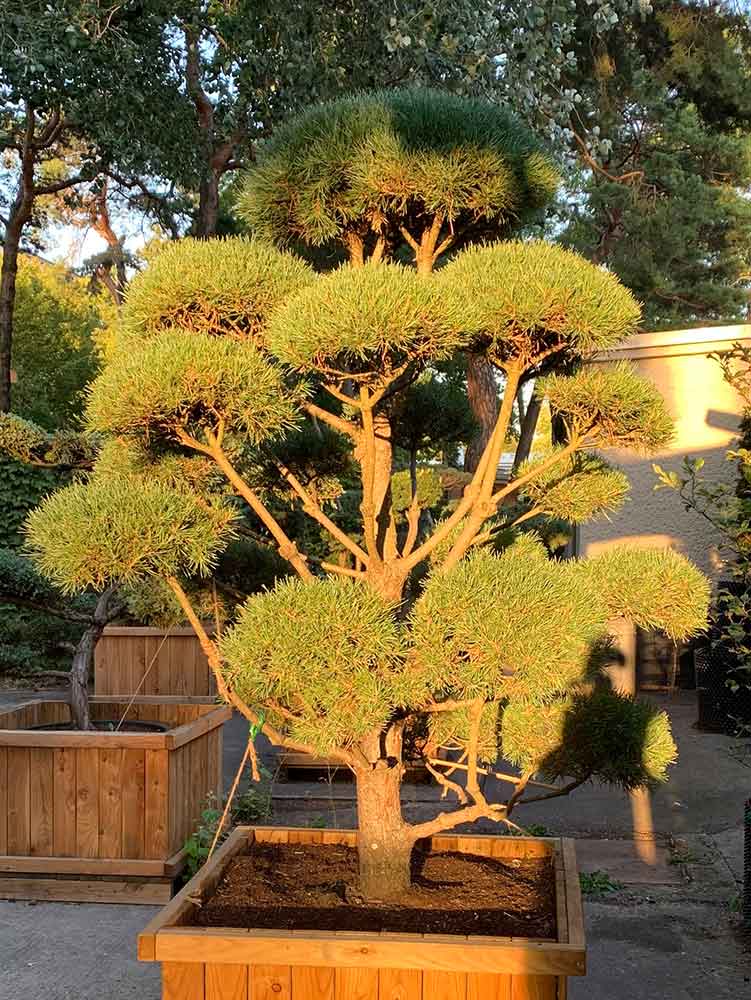 Niwaki Kiefer Berlin