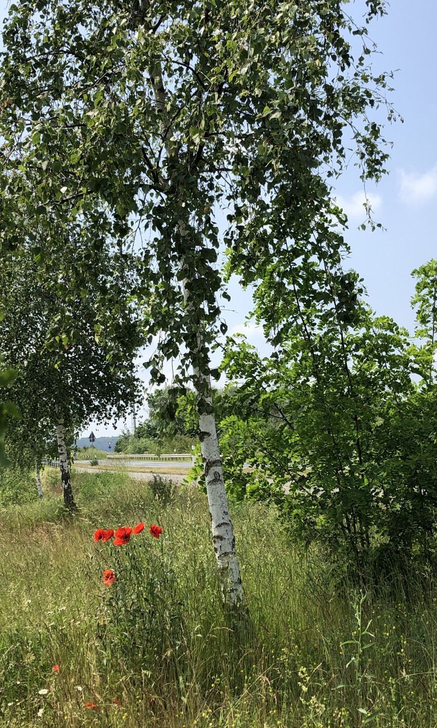 Birke mit Mohn Birke mit Mohn im Frühling