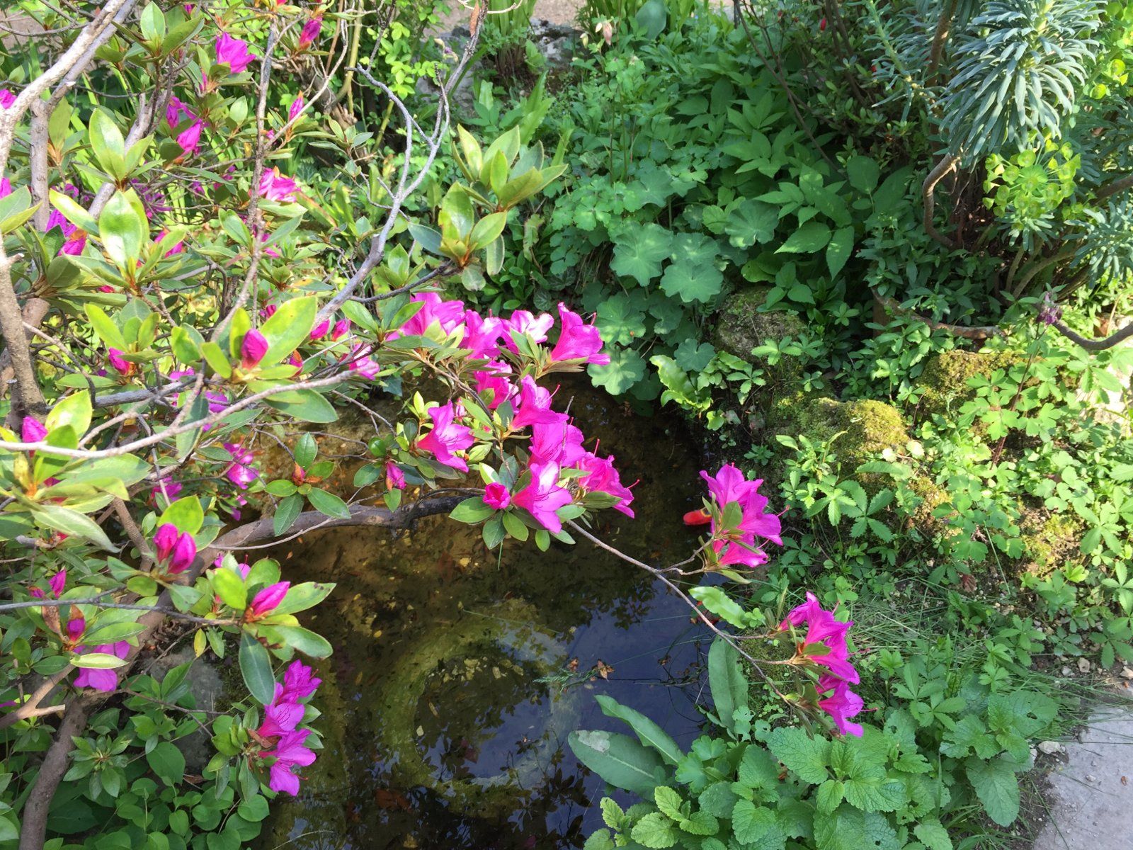 Blüten über einem kleinen Brunnen