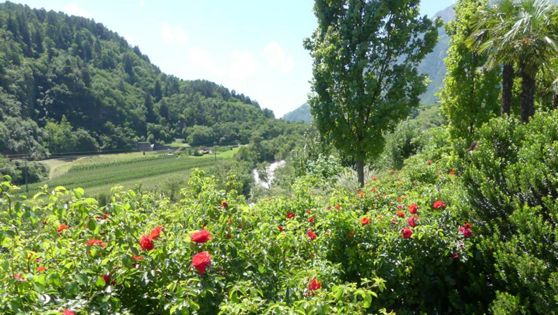 Naturlandschaft in den Bergen Linkbild zu Heilpraktiker für Naturheilkunde: Landschaft in den Bergen mit Blumen und blauem Himmel