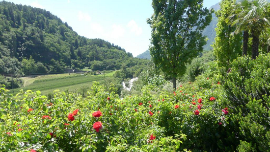 Linkbild zu Heilpraktiker für Naturheilkunde: Landschaft in den Bergen mit Blumen und blauem Himmel